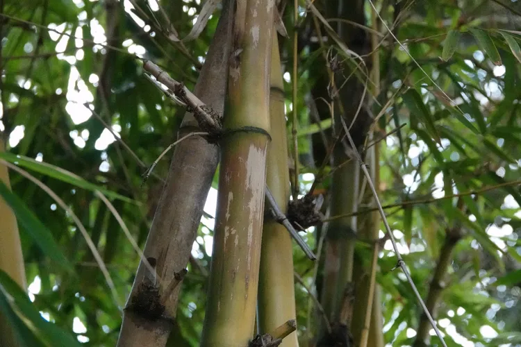 Gewhnlicher Bambus - Bambusa vulgaris (Pflege, Merkmale, Invasiv, Bilder)