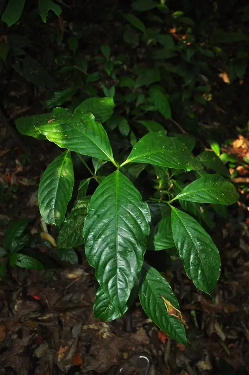 Three-leaf saprosma