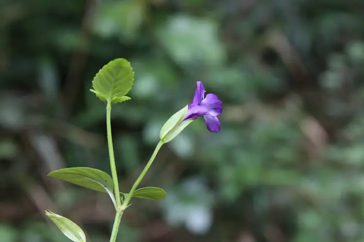 Violet wishbone flower