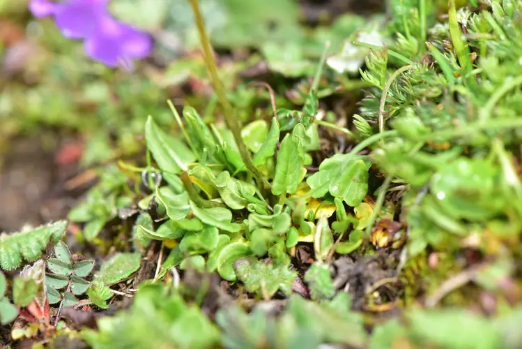 Primula munroi subsp. yargongensis