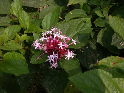 ボタンクサギ（牡丹臭木） (ケア, 特徴, 花, 画像)