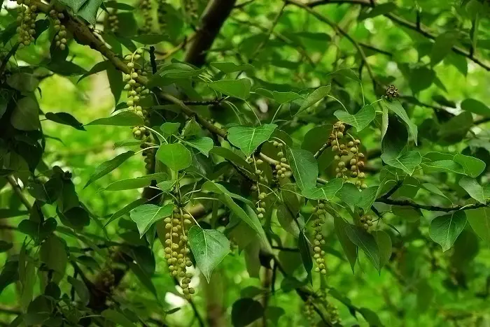 Japanese poplar