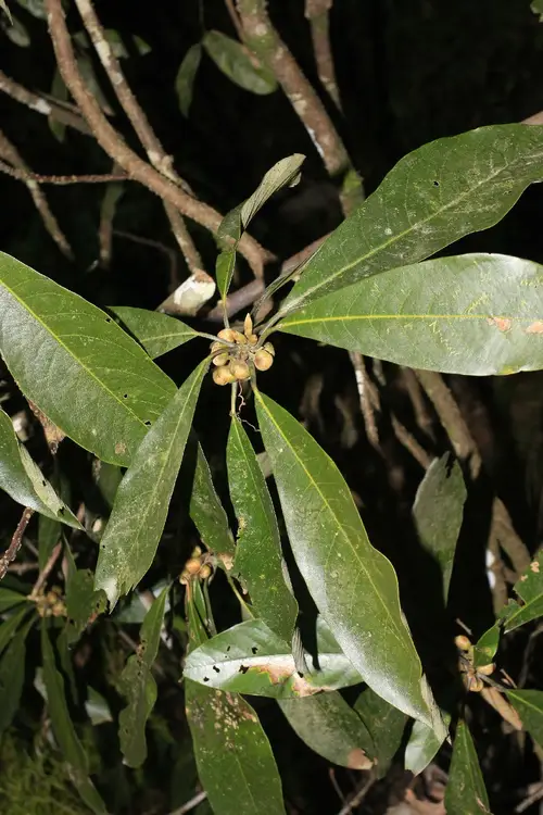 Lindera megaphylla
