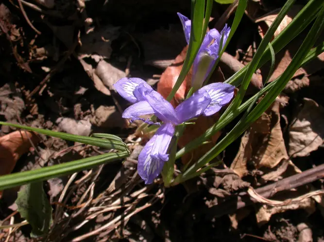 Iris de ruthénie