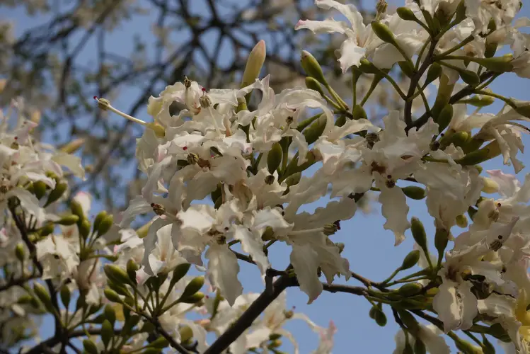 White silk floss tree