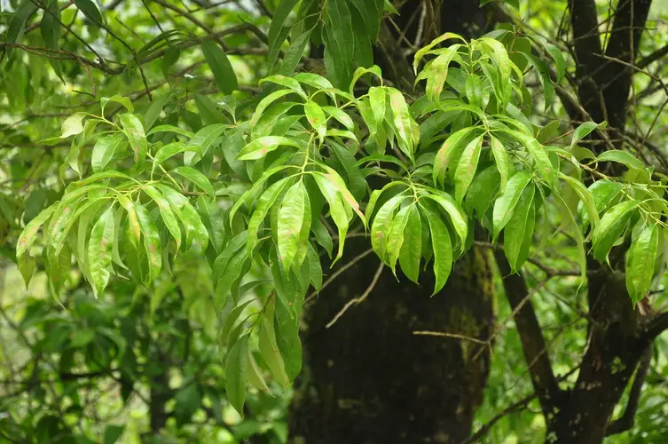 Craibiodendron yunnanense