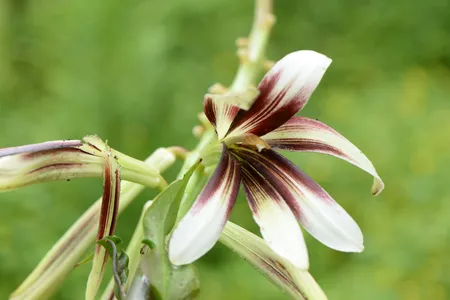20 Semi Di Cardiocrinum Giganteum - Giglio Gigante A Foglia Di Cuore - Da Coltivare