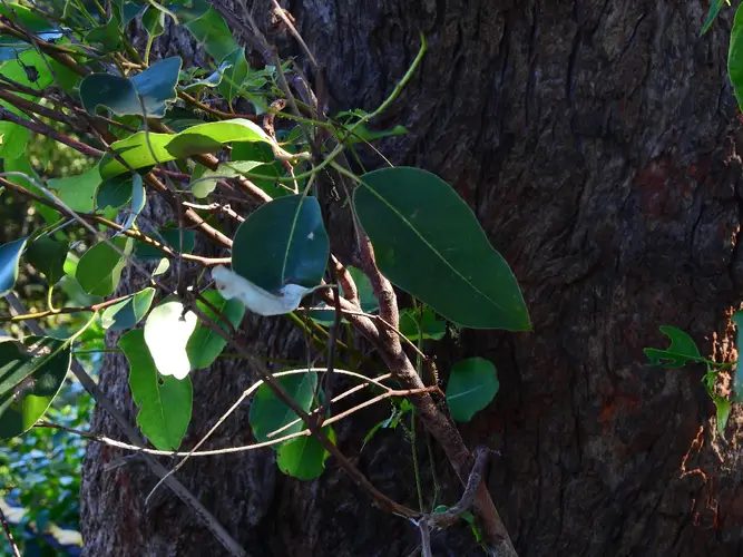 Eucalyptus botryoides