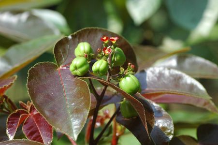 Como Cultivar e Cuidar de Pinhão-roxo