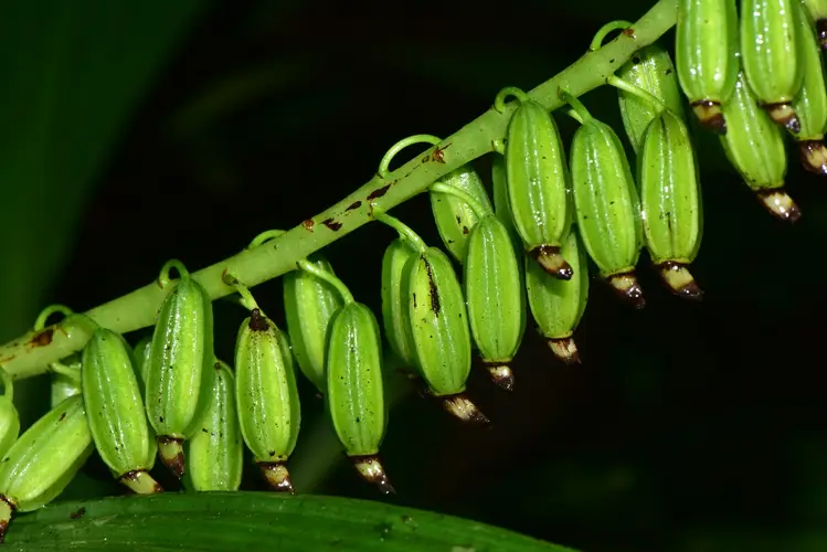 Calanthe densiflora