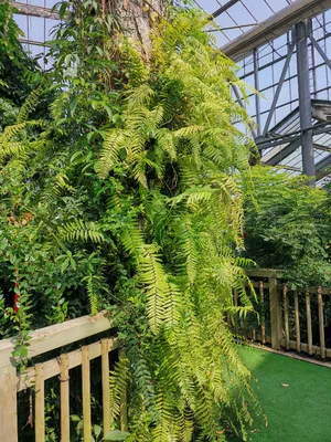 特大　鳳尾貫衆　ホウビカンジュ 152544817350443013.jpeg?x-oss-