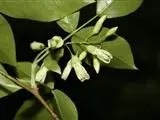 Maackia tenuifolia