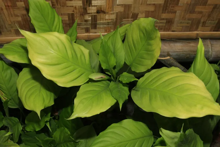 Chinese evergreen - Aglaonema modestum (Care, Characteristics, Symbolism,  Images, Toxic)