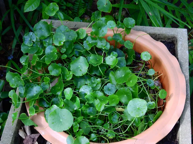 Ufopflanze - Pilea peperomioides (Pflege, Merkmale, Symbolik, Bilder)