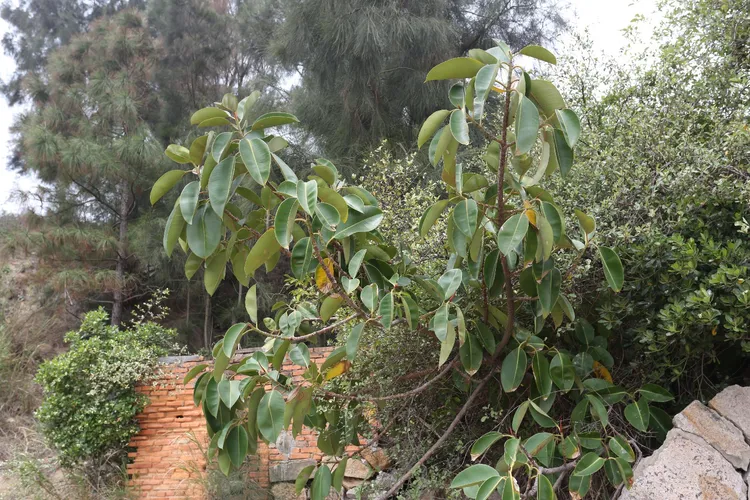 Rubber tree - Ficus elastica (Care, Characteristics, Invasive, Images)