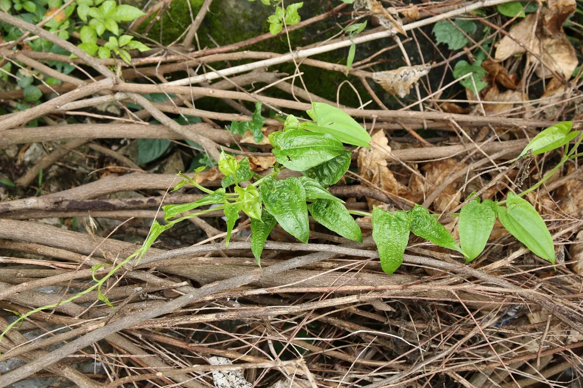 Tabena (Dioscorea alata) - PictureThis