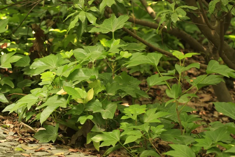 Ivy tree (×Fatshedera lizei) - PictureThis