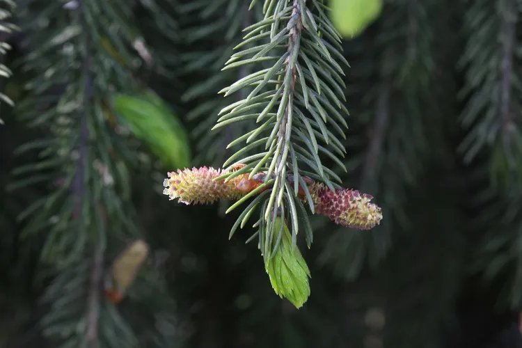 ドラゴントウヒと (Picea asperata) - PictureThis