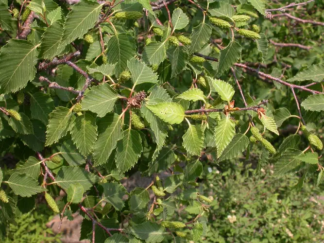 Betula chinensis