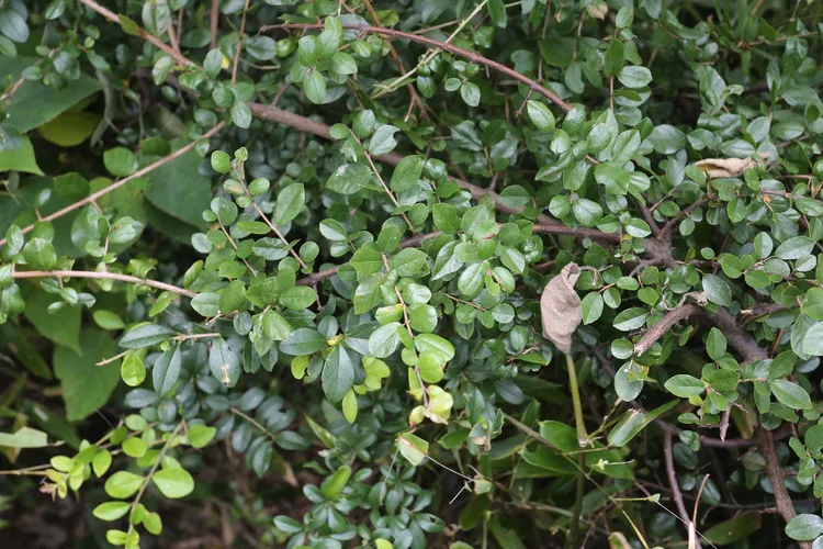 黒山毛欅（クロブナ）盆栽 SS003 盆栽創 / 黒山毛欅（クロブナ）盆栽 SS003