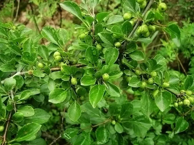 Rhamnus parvifolia