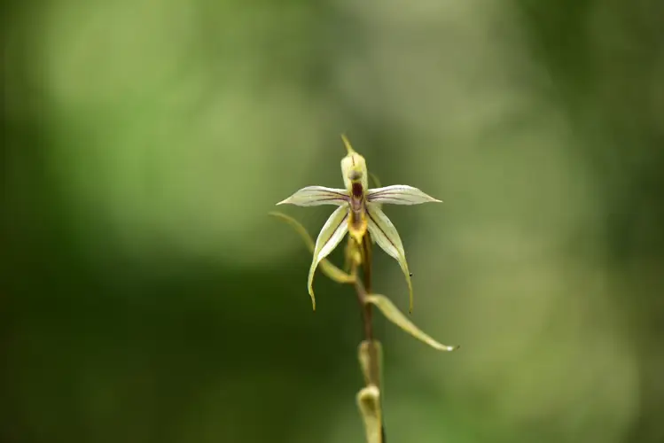 Tailed aphyllorchis