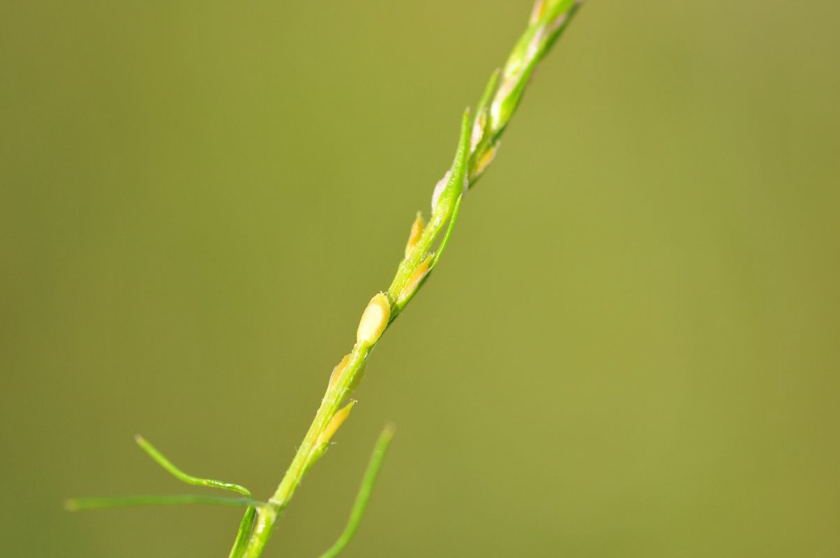 The Incredible Benefits of Declinate bugseed: Enhancing Your Landscape ...