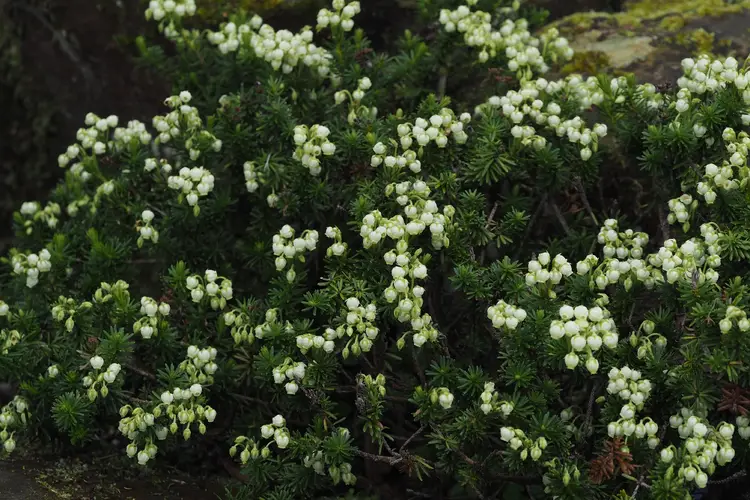 Phyllodoce aleutica PictureThis