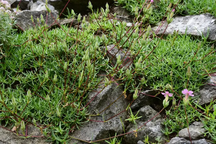 Alpine soapwort