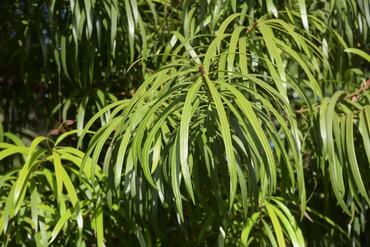 Oleander podocarp (Podocarpus neriifolius) - PictureThis