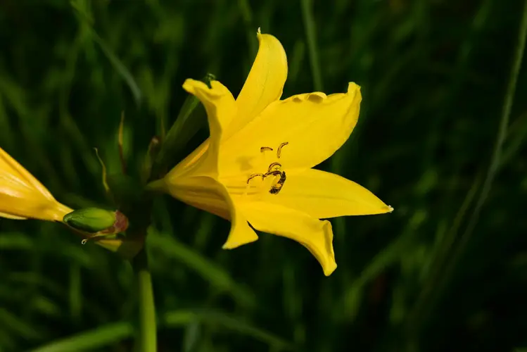 Dwarf yellow daylily