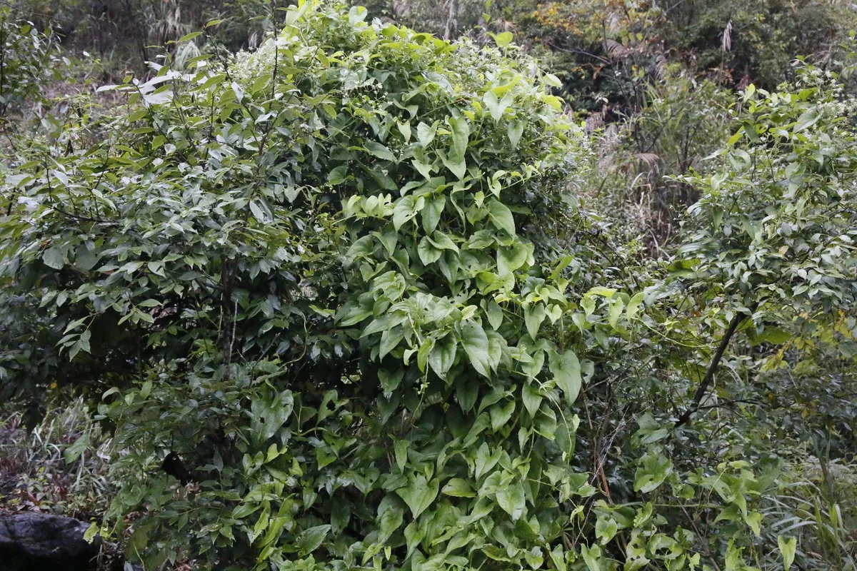 Tabena (Dioscorea alata) - PictureThis