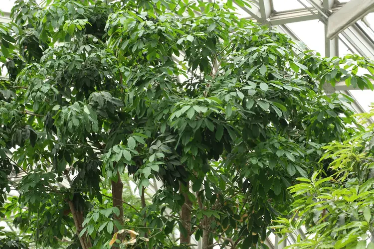 Amazonas-Parakautschukbaum