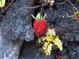 Taiwanese Raspberry Taiwanese creeping raspberry (Rubus taiwanicola) - PictureThis