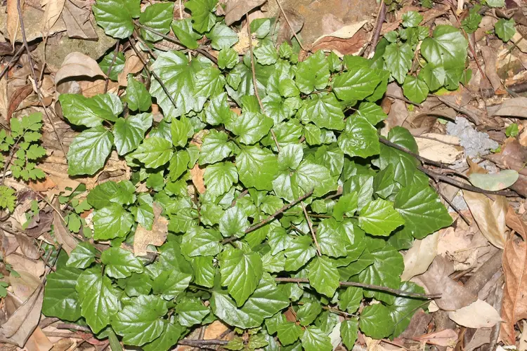 Yinshania rivulorum