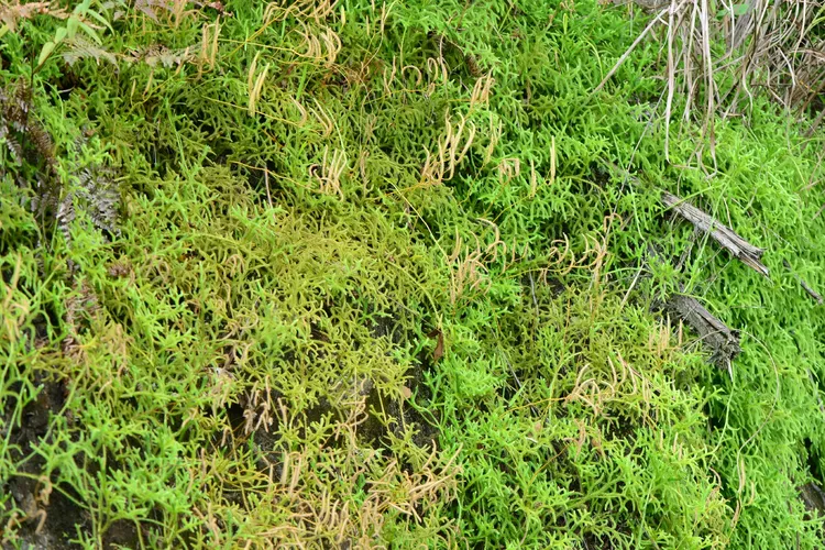 ヒカゲノカズラ (Lycopodium japonicum) - PictureThis