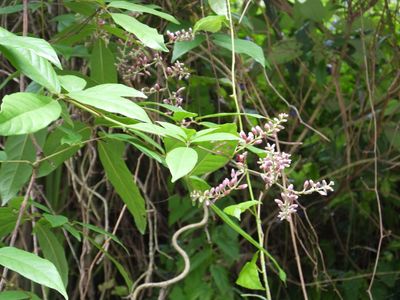Callerya cinerea - PictureThis