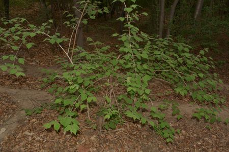 Dipelta floribunda - PictureThis