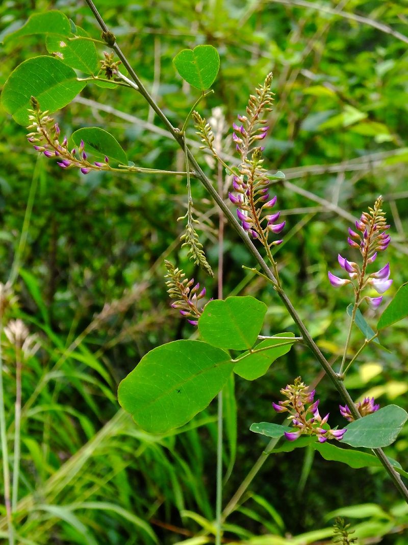 Discover the Remarkable Benefits of False Bush Clover for Your Garden ...