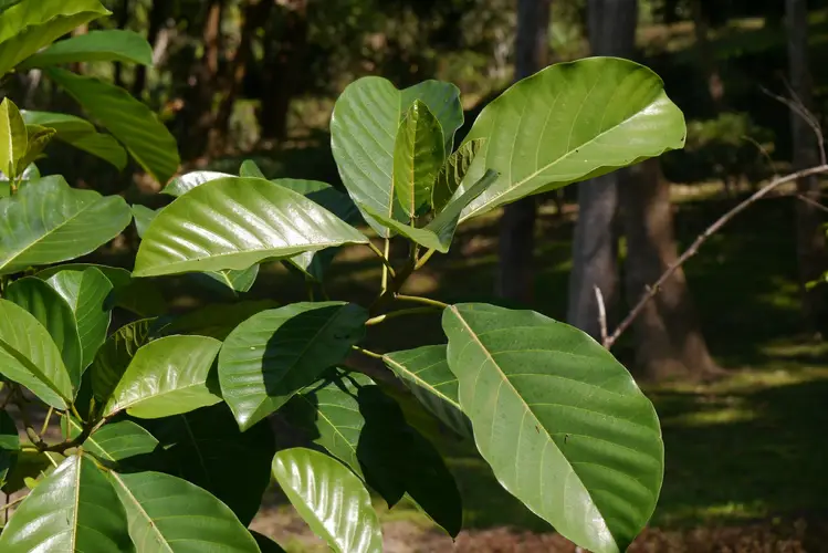 Ficus callosa