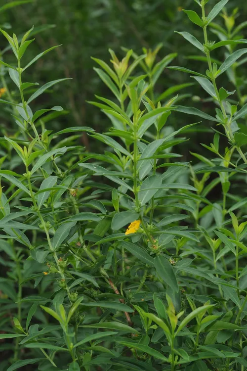 Sinicuichi (Heimia apetala) - PictureThis