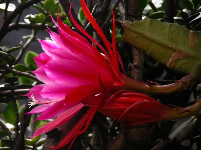 Roter Orchideenkaktus - Disocactus ackermannii (Pflege, Merkmale, Blume,  Bilder)