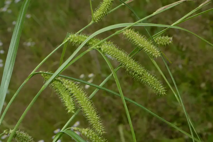 Juncia pico común (Carex utriculata) - PictureThis