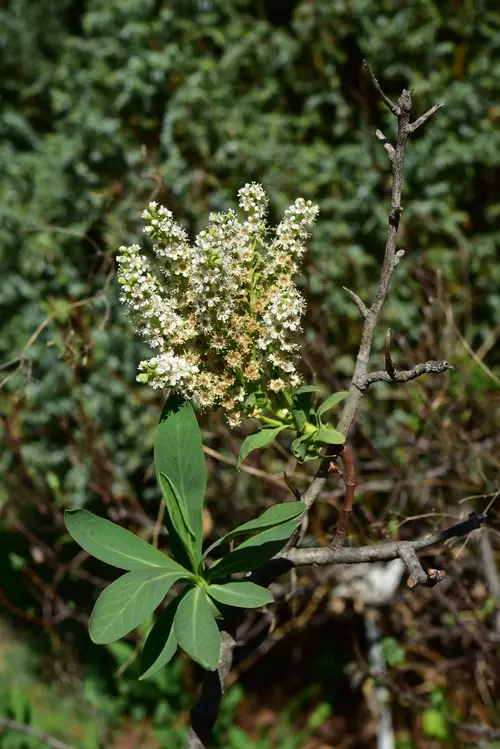 Fabriano 05201797 Dessin 4 Set 20 Feuilles, Lisse, 33 X 48 Cm, 220 G/m²