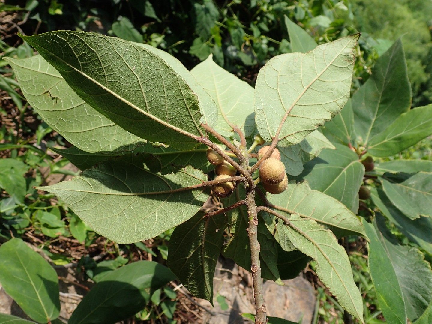 【盆栽庵　いやし】　いぬびわ　２点・・・２０２ イヌビワ - 野山の花たち 東北と関東甲信越の花