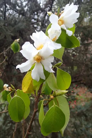 Camellia grijsiiの育て方・栽培方法