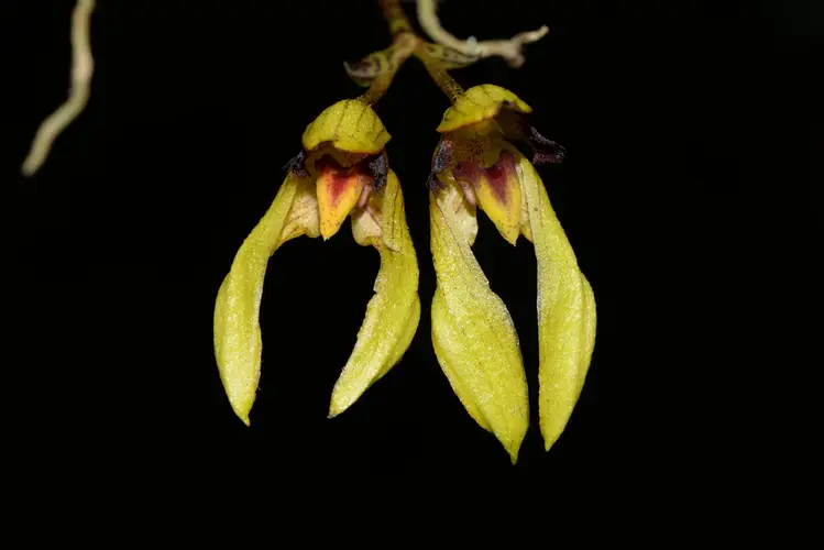 Bulbophyllum omerandrum