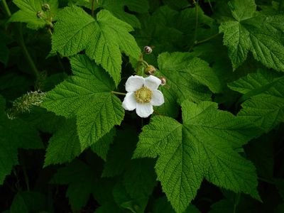 Mexican Raspberry Tree New mexico raspberry (Rubus neomexicanus) - PictureThis