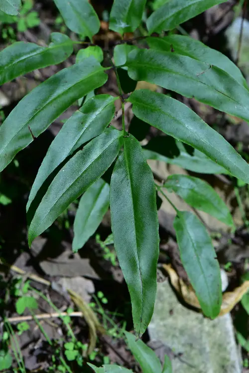 Coniogramme japonica 'variegata'