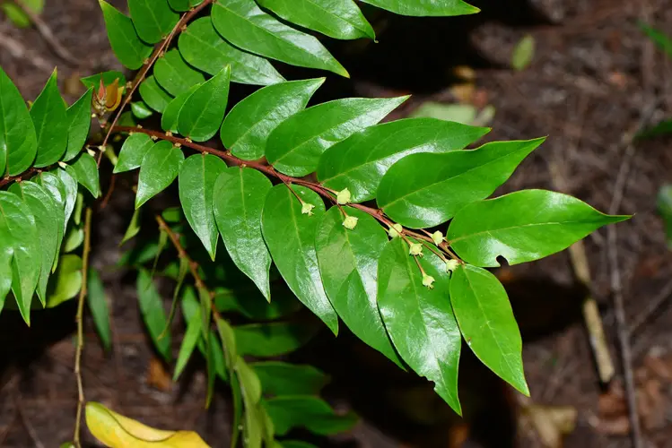 Phyllanthus ruber